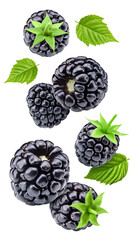 Blackberry leaves with Clipping Path
