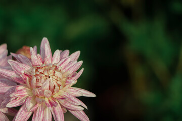 Obraz premium pink chrysanthemum flower with copy space