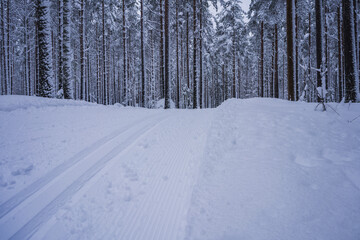 Fototapeta na wymiar Cross country skiing tracks through snowy forest. Salpausselkä, Lahti, Finland