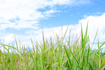 Green grass close-up and blue sky with clouds