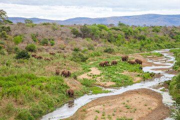 A view of Sodwana Bay National Park within the iSimangaliso Wetland Park. Group of African Elephants walks in iSimangaliso Wetland Park with savannah landscape.