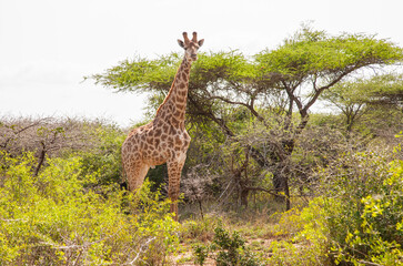 Giraffes are live in Hluhluwe iMfolozi Park in South Africa. They're under protection.