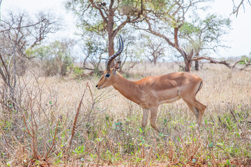 Sodwana Bay National Park within the iSimangaliso Wetland Park, Maputaland, an area of KwaZulu-Natal on the east coast of South Africa.There are many impala in this park.