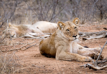 Lions on the road