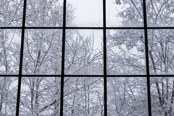 Bare, leafless trees covered with the snow against cloudy, white sky seen through the steamy mullion window.