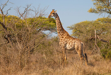 uMkhuze Game Reserve. The Mkuze Game Reserve covers an area of 40,000 hectares in the north of...