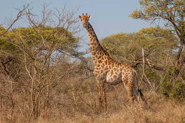 uMkhuze Game Reserve. The Mkuze Game Reserve covers an area of 40,000 hectares in the north of South Africa. There is an incredible safari in the reserve. One of the unique ones is the giraffes.