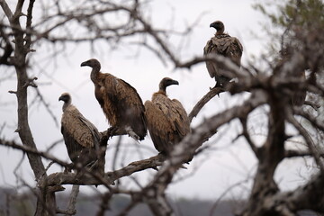 Hooded Vultures