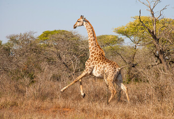 uMkhuze Game Reserve. The Mkuze Game Reserve covers an area of 40,000 hectares in the north of...