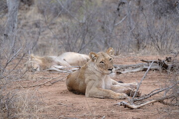 pride of lions