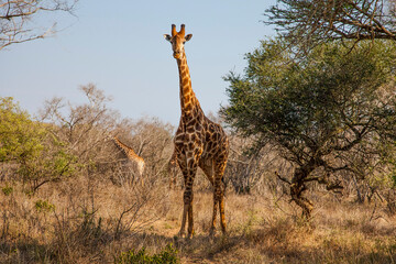 uMkhuze Game Reserve. The Mkuze Game Reserve covers an area of 40,000 hectares in the north of South Africa. There is an incredible safari in the reserve. One of the unique ones is the giraffes.