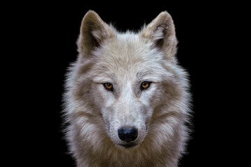Portrait of arctic wolf isolated on black background. Polar wolf. - obrazy, fototapety, plakaty