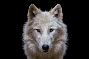 Foto auf Alu-Dibond Portrait of arctic wolf isolated on black background. Polar wolf. © Lubos Chlubny