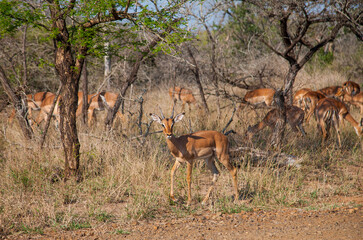 Naklejka na ściany i meble Sodwana Bay National Park within the iSimangaliso Wetland Park, Maputaland, an area of KwaZulu-Natal on the east coast of South Africa.There are many impala in this park.