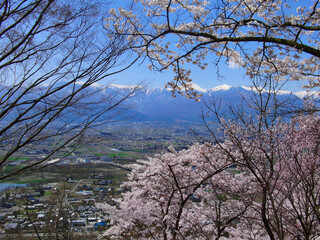 桜のお花見　光城山から見る北アルプスと安曇野の風景