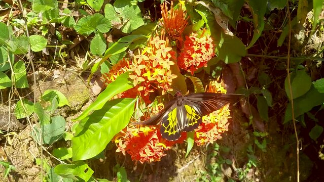 Troides minos or Southern birdwing butterfly on a flower,it is the second largest butterfly of India.