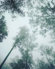 trees in the fog