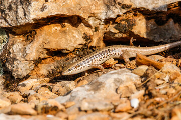 Anatolia lizard (Apathya cappadosica) Iran, Iraq, Syria, and is a lizard species endemic to Turkey.