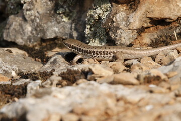 Anatolia lizard (Apathya cappadosica) Iran, Iraq, Syria, and is a lizard species endemic to Turkey.