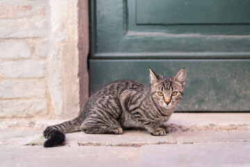 Cute domestic short hair cat lying on the street. Cats in Venice.
