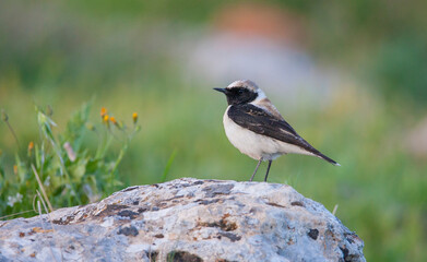 Black-eared Wheatear (Oenanthe hispanica) is a songbird living in arid and rocky places.