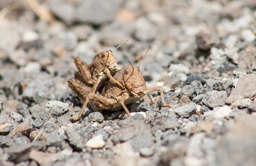 Nocaracris citripes is a wingless grasshopper and they usually mate from late June to early July. It is an endemic grasshoppers living in Turkey's Southeast.