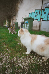 Cats of Procida Island, Italy.