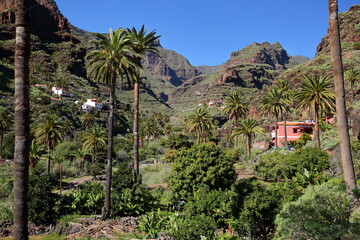 Fototapeta na wymiar Mountainous and green landscape with terraced fields and palm trees near Pastrana, La Gomera, Canary Islands, Spain. Pastrana is a remote village located in a valley above Playa de Santiago