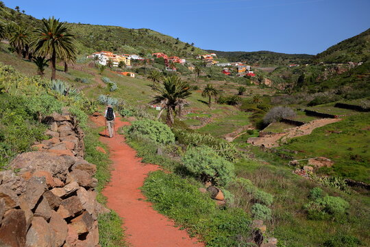 Terraced fields and the village Arure, La Gomera, Canary Islands, Spain, with cactus plants and palm trees