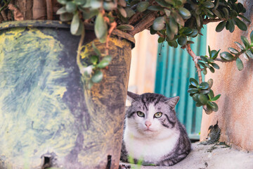 Cats of Procida Island, Italy.