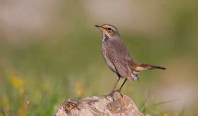 Bluethroat (Luscinia svecica) is a songbird living in Asia, Europe and North Africa. It is seen in all seasons in Turkey.