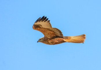 Long-legged Buzzard (Buteo rufinus) is a bird of prey, common in Asia, Europe, and Africa.