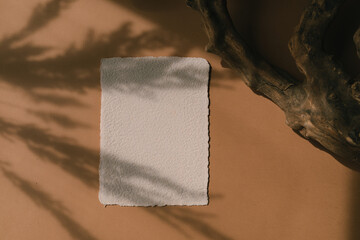 Blank deckle edge paper, dry tree branch on terracotta background with shadows. Top view, flat lay...