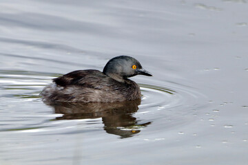 Least Grebe (Tachybaptus dominicus) swimming isolated in a lake
