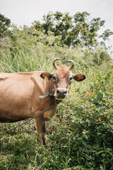 Knuckles National Park, Sri Lanka : Cow in the grass