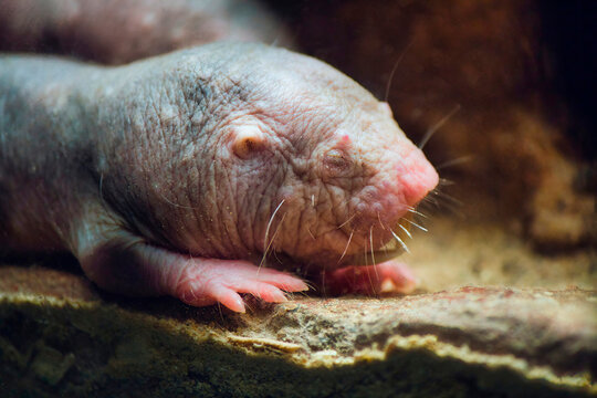 A close-up shot of a naked mole rat in an underground burrow