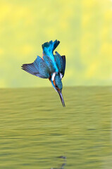 Common kingfisher male fishing in a river of a Mediterranean ecosystem with the last lights of a...