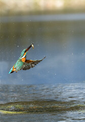 Kingfisher male coming out of the water after fishing in the late afternoon