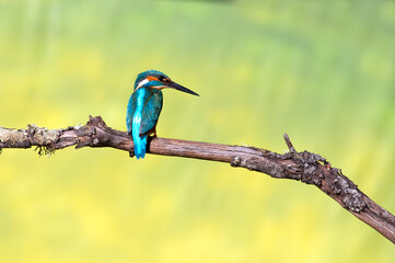 Common kingfisher male fishing in a river of a Mediterranean ecosystem with the last lights of a day and winter