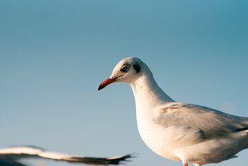 Seagulls Sky Sunset, BangPu Thailand