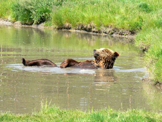 Brown bear bathing in the lake. What a joy!