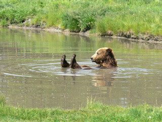 Brown bear bathing in the lake. What a joy!