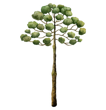 Watercolor Araucaria tree from ancient dinosaur era. Hand drawn Norfolk Island pine isolated on white background