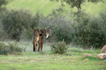 Adult male Iberian lynx in a Mediterranean oak forest with the first light of dawn