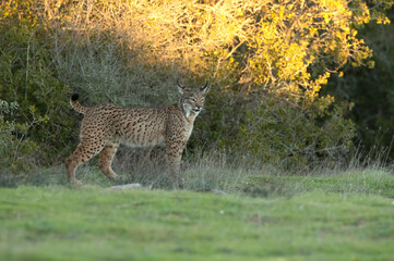 young female Iberian lynx in a Mediterranean oak forest with the first light of dawn