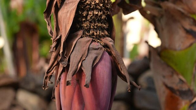 Close-up Of A Bunch Of Bananas With Banana Blossom