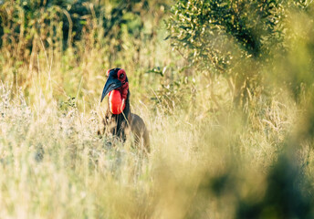 Ground Hornbill
