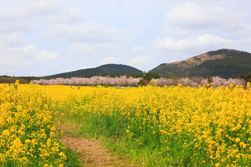 제주의 유명한 관광 명소인 유채꽃 프라자의 아름다운 봄 풍경이다