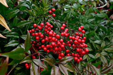 겨울철에 빨갛게 익은 남천열매와 나뭇잎