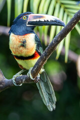 Ein Halsbandarassari in der Seitenansicht auf einem Ast sitzend im Regenwald von Costa Rica © HPE